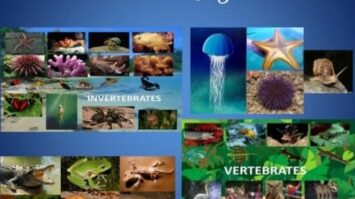 kingdom-animalia-3480018-7974001-jpg