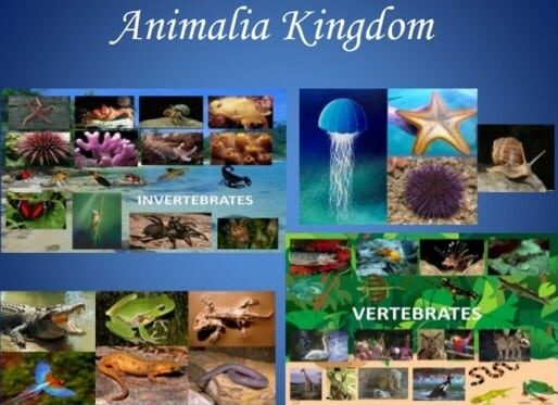 kingdom-animalia-5488890