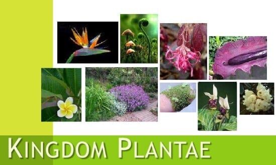 kingdom-plantae-9179145