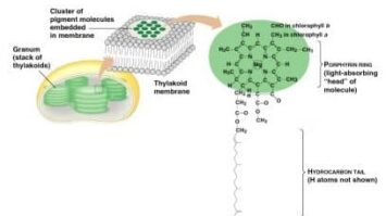 kloroifl-8713890-1783491-jpg