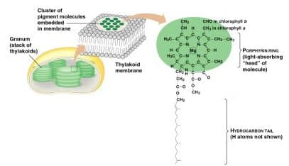 kloroifl-8713890-1783491-jpg