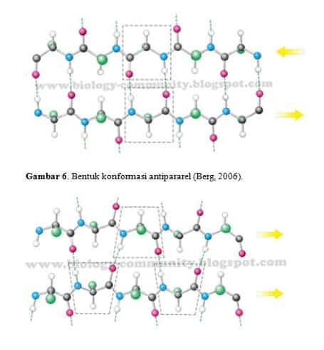 konformasi-antipararel-3765995