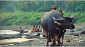 lahat-1-9751092-9042645-jpg