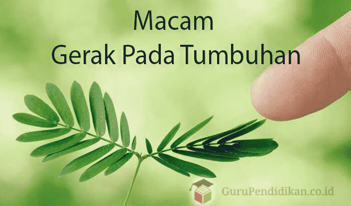 macam-gerak-tumbuhan-2793979-8683368-png