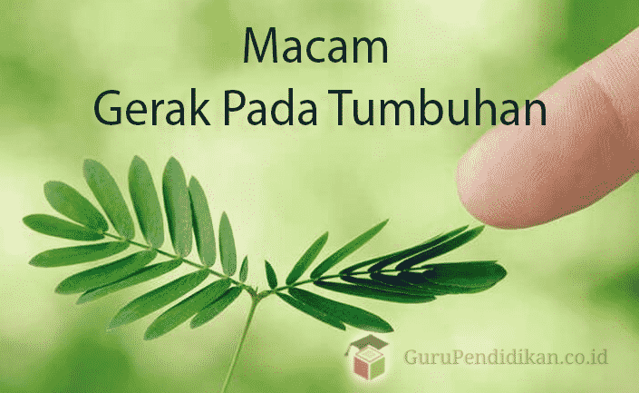 macam-gerak-tumbuhan-4733468