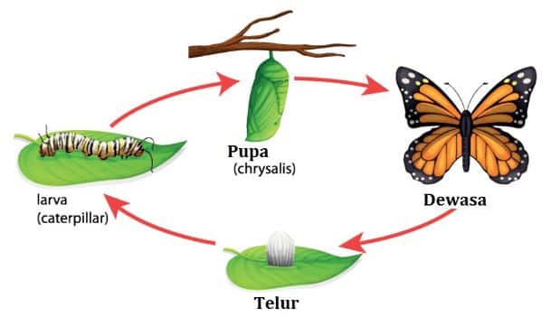 metamorfosis-7363217-2914109-jpg