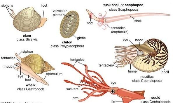 mollusca-1582556