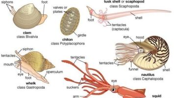 mollusca-2438702-6202069-jpg