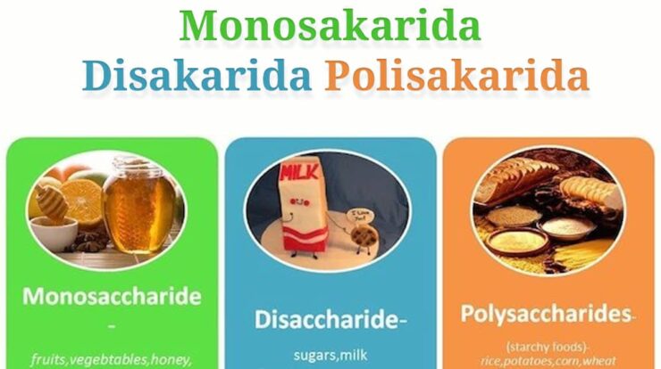 monosakarida-disakarida-dan-polisakarida-7346996-4298687-jpg