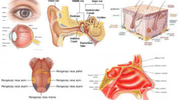 panca-indera-4352764-6041376-png