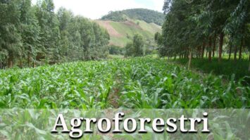 pengertian-agroforestri-5992462-9537859-jpg