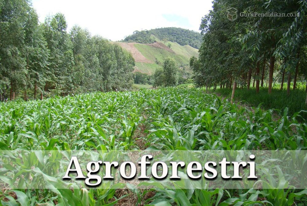 pengertian-agroforestri-8346761