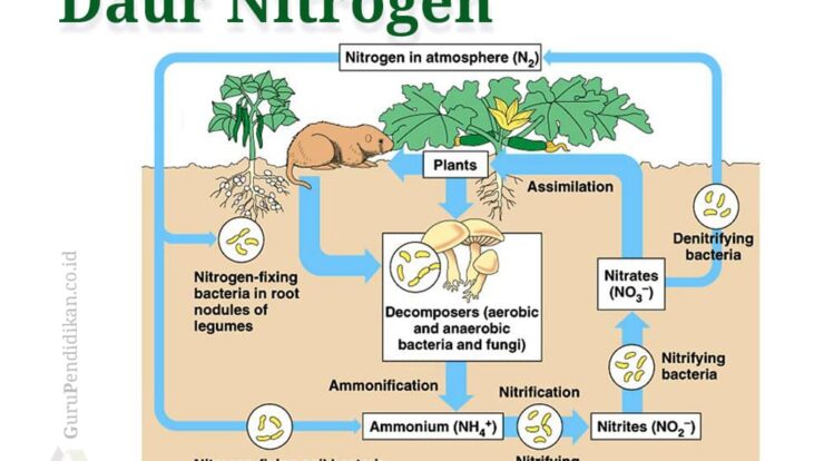 pengertian-daur-nitrogen-8471951-8324651-jpg
