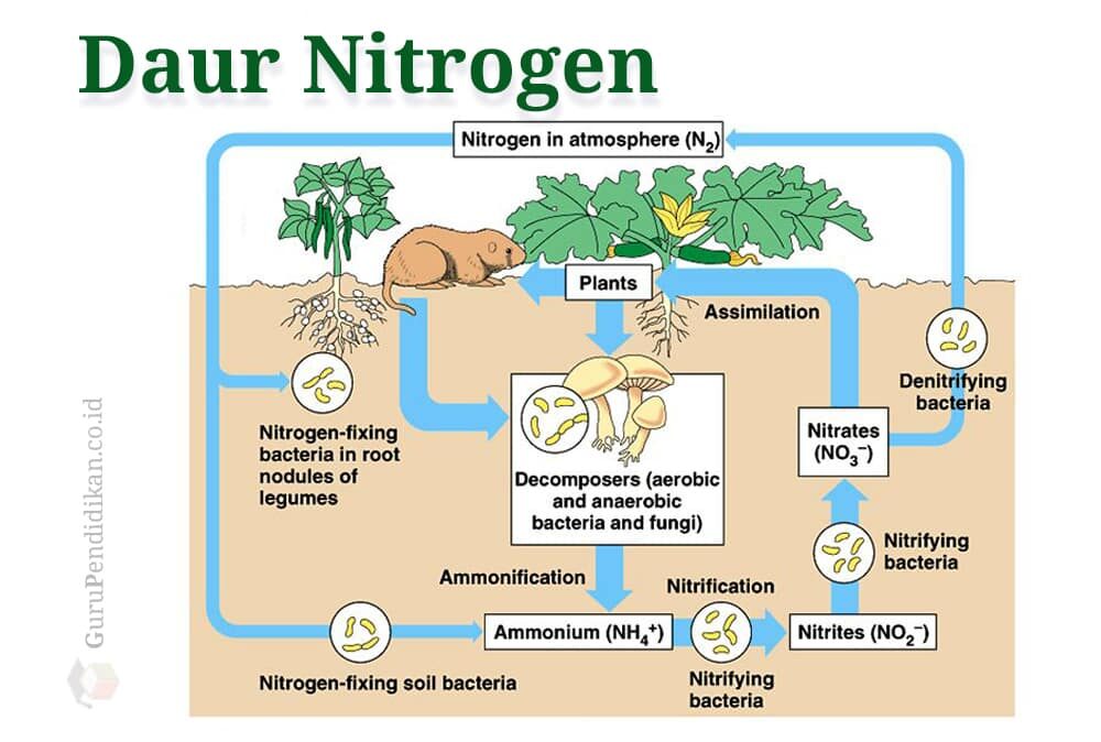 pengertian-daur-nitrogen-9663467
