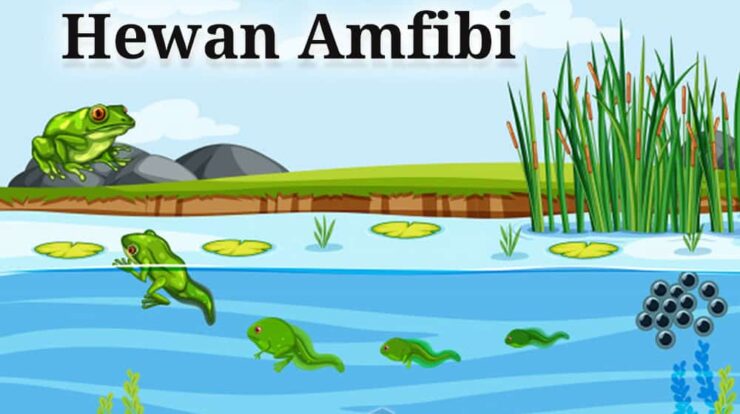 pengertian-hewan-amfibi-7300787-2994923-jpg