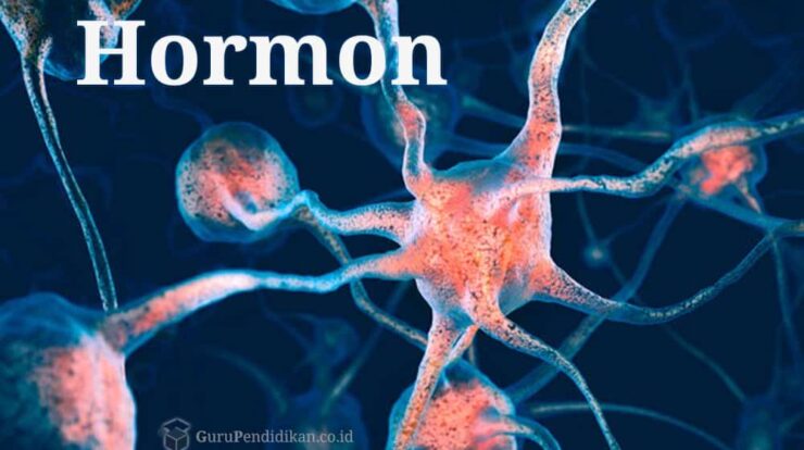 pengertian-hormon-8341926-3387130-jpg