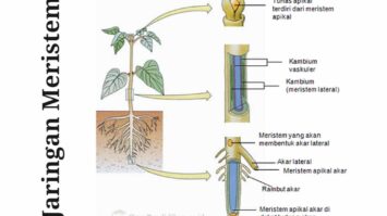 pengertian-jaringan-meristem-1286244-2102143-jpg