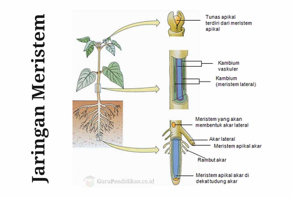 pengertian-jaringan-meristem-5680150