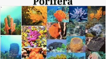 pengertian-porifera-8086324-8396882-jpg
