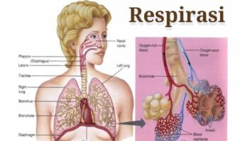 pengertian-respirasi-5194043-4075957-jpg