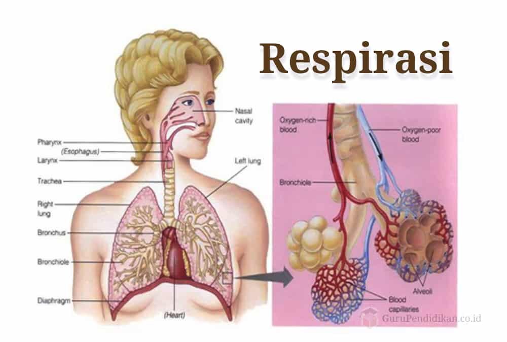 pengertian-respirasi-8009100