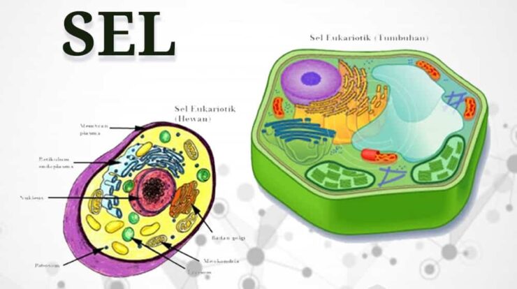 pengertian-sel-6925916-8879925-jpg