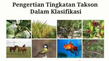 pengertian-tingkatan-takson-7819574-7410629-jpg