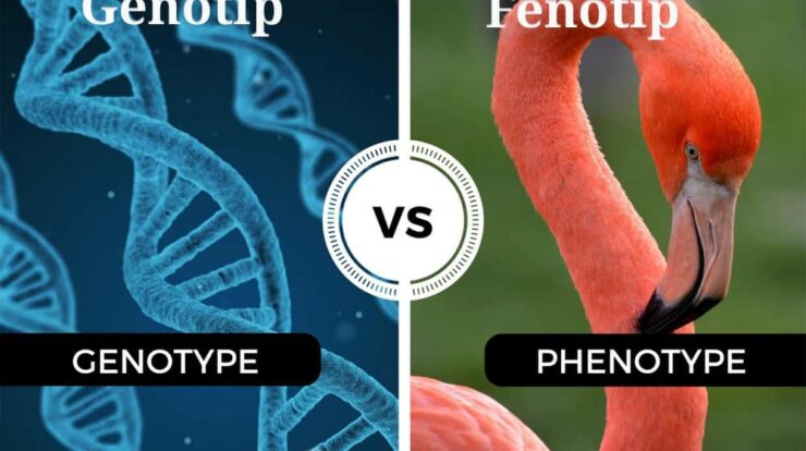 persilangan-genotip-dan-fenotip-9056616-4530289-jpg