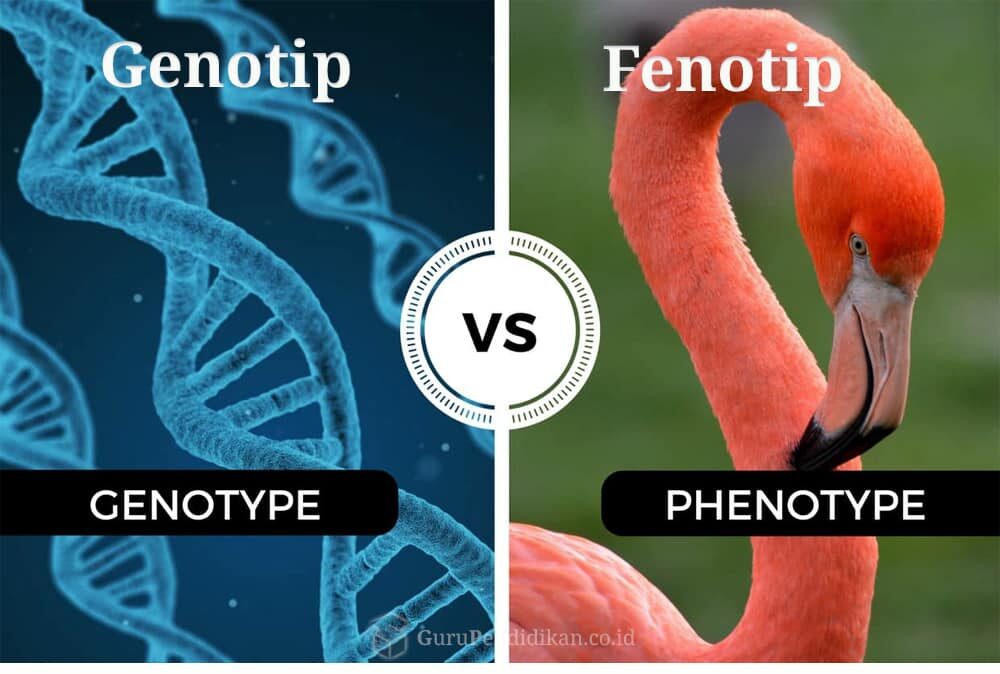 persilangan-genotip-dan-fenotip-9100849