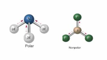 polar-dan-non-polar1-8399048-9993986-jpg