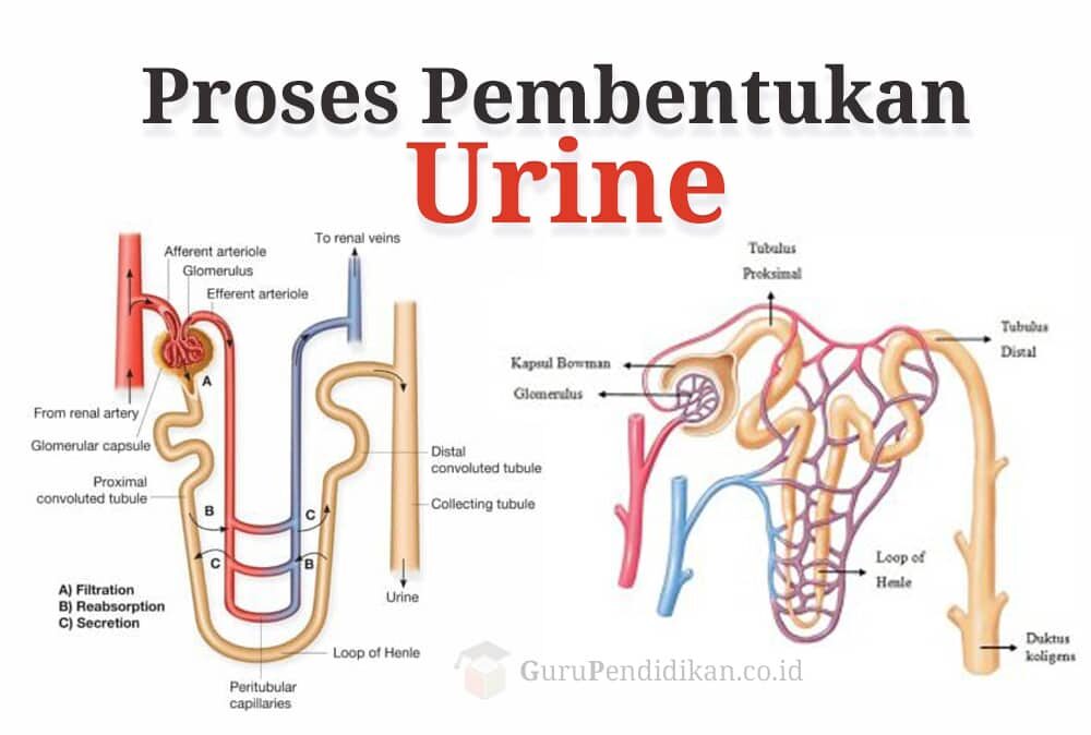 proses-pembentukan-urine-2433946