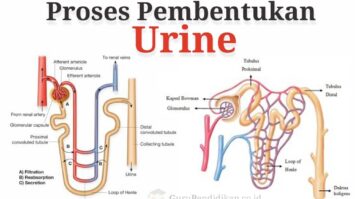 proses-pembentukan-urine-3410317-8122818-jpg