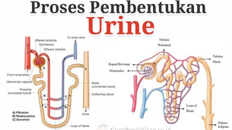 proses-pembentukan-urine-3410317-8122818-jpg
