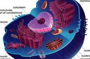 sel-hewan-300x300-7086126-9518739-jpg