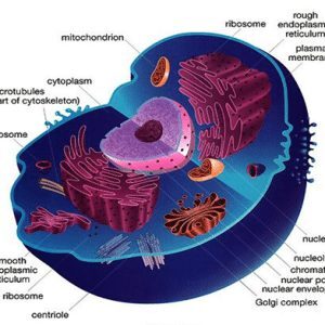 sel-hewan-300x300-9695058