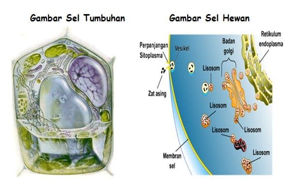 sel-tumbuhan-dan-sel-hewan-1221188