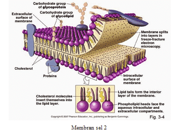 selubung-sel-6552816