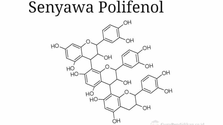 senyawa-polifenol-3903250-7584016-jpg
