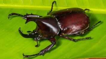 serangga-1560397-8471345-jpg