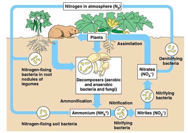siklus-nitrogen-di-alam-1653268