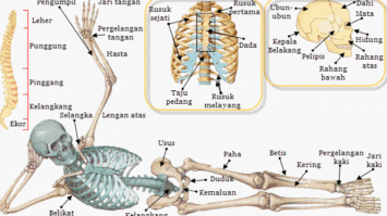 sistem-gerak-3734996-9953005-gif