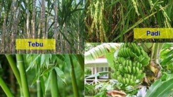 tumbuhan-monokotil-8661230-8939102-jpg