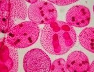 inilah-penjelasan-sporozoa-5037851