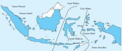 pesebaran-fauna-di-indonesia-1038941