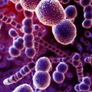 monera1-300x300-4866856