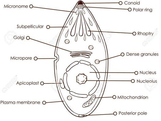 sporozoa-2370034