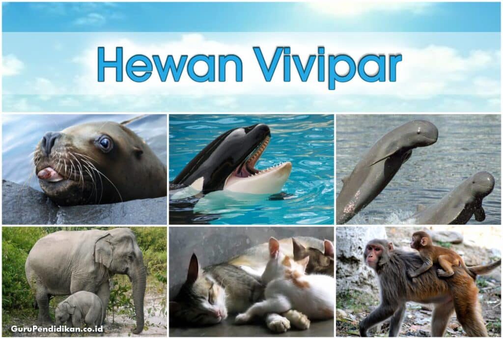 hewan-vivipar-2771785