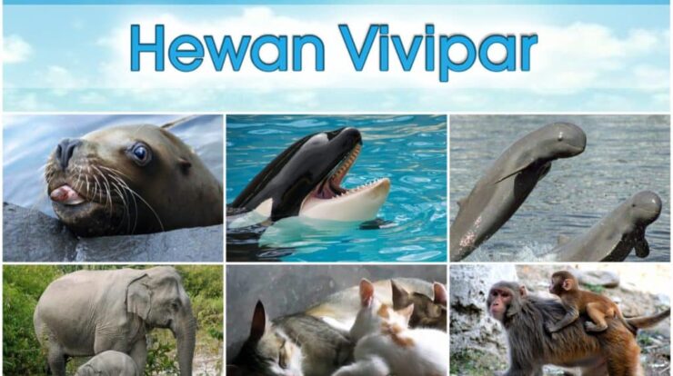 hewan-vivipar-6719370-1993951-jpg