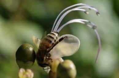 pengertian-simbiosis-dan-macam-beserta-contohnya-9302282-2789949-jpg