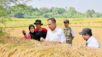 bey-petani-6196632-4623998-jpeg